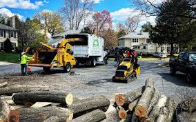 Best Tree and Shrub Care  in East Palo Alto, CA