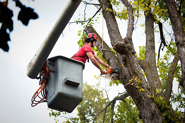 Best Fruit Tree Pruning  in East Palo Alto, CA