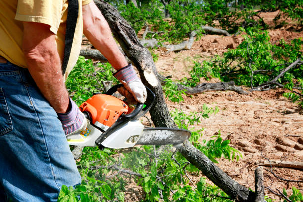 Best Tree Removal  in East Palo Alto, CA